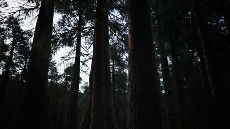 Secuoyas-Gigantes-En-Verano-En-El-Parque-Nacional-De-Secuoyas,-California