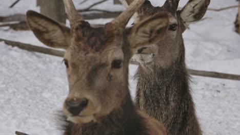 2-Bockhirsche,-Die-Nahaufnahmewinter-Schieben