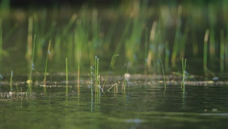 calm water with grass and damselflies