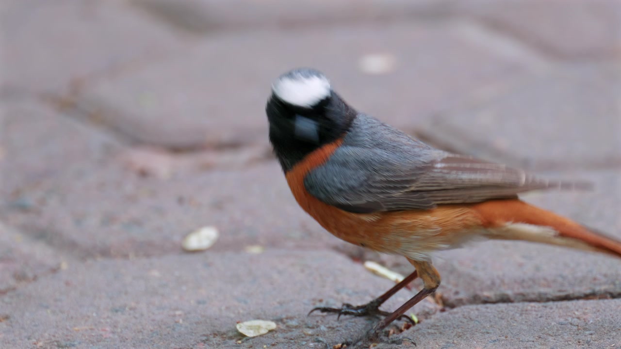 Primo piano dettagliato di un uccello codirosso dalla corona bianca che cammina su una superficie pavimentata