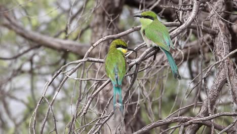 wide shot of two swallow-tailed bee-eaters perched on dry branches, kgalagado transfrontier park