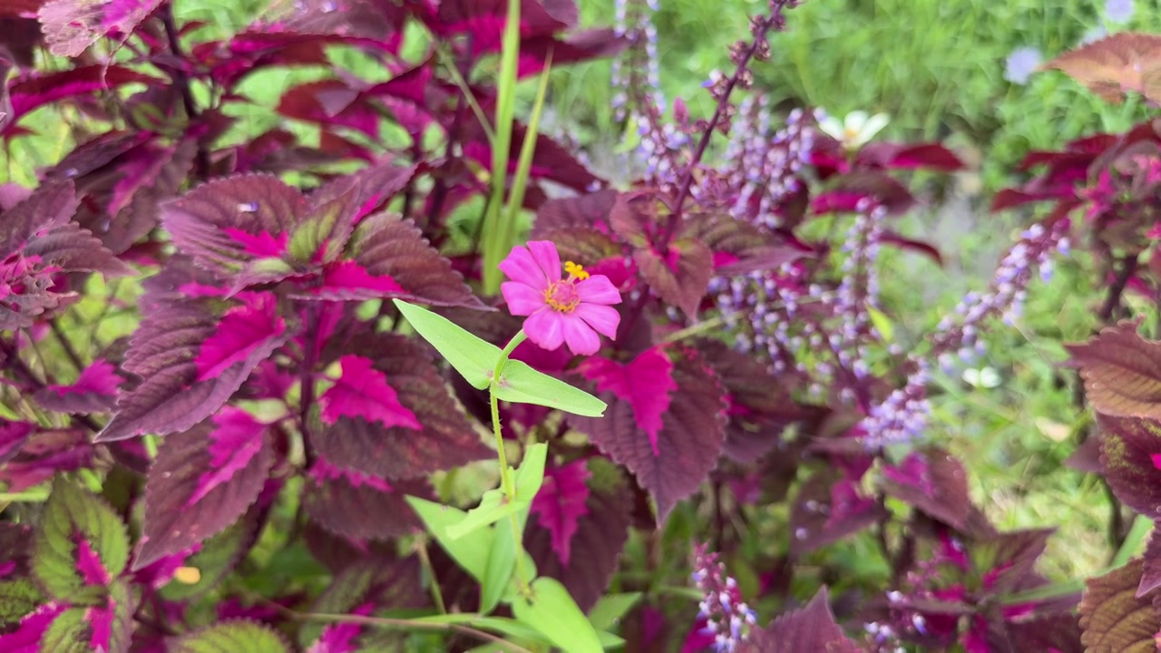 Vibrant Pink Flower Surrounded by Colorful Leaves