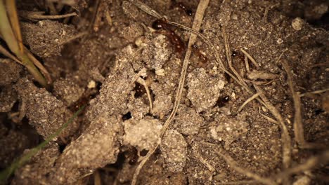 top down view of disturbed fire ant mound - many ants burrowing in - out of dirt, very large major ant comes into view, walks across - then out of frame, another major ant travels on opposite side