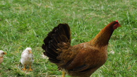 Huhn-Mit-Küken,-Die-Im-Gras-Herumlaufen