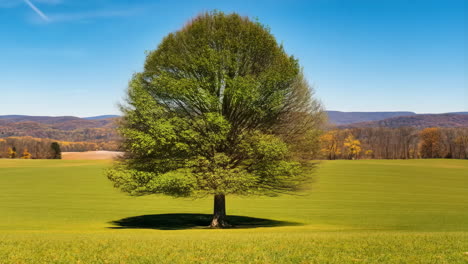 a lone tree's seasonal transformation