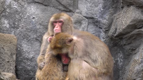 monos japoneses abrazados en el frío - primer plano