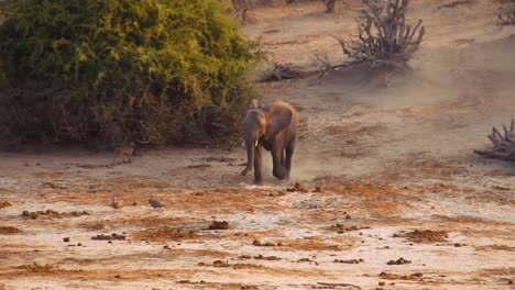 young elephant walking towards its herd. handheld tracking