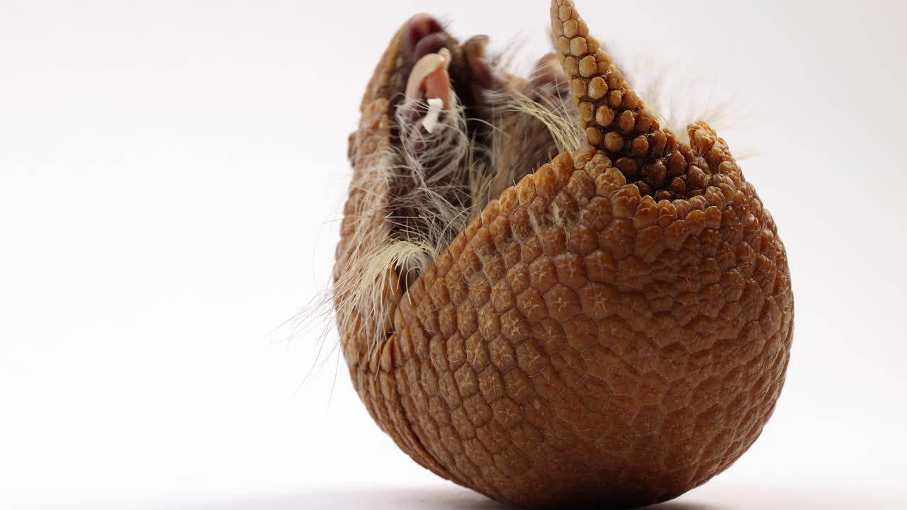 Armadillo raggomitolato a palla sulla schiena - primo piano isolato su sfondo bianco.