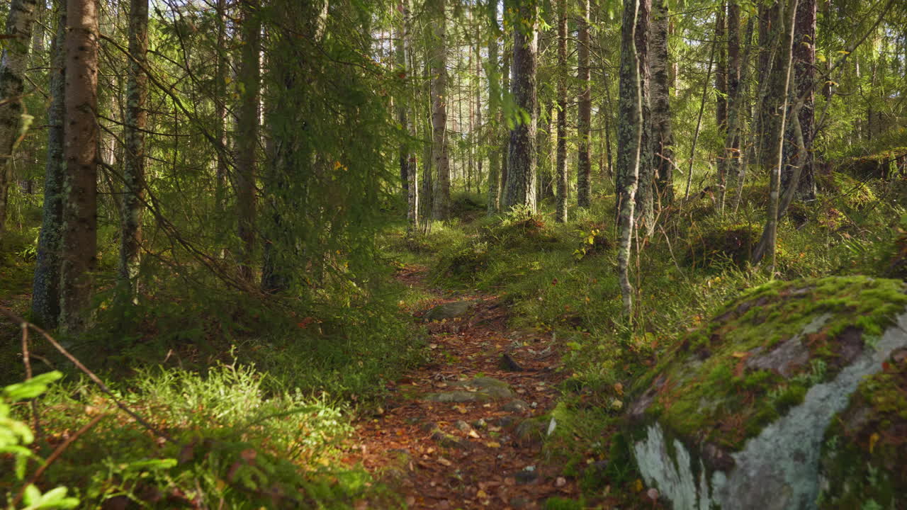 Campo lungo di una telecamera che segue un sentiero nella foresta con alberi e cespugli colorati