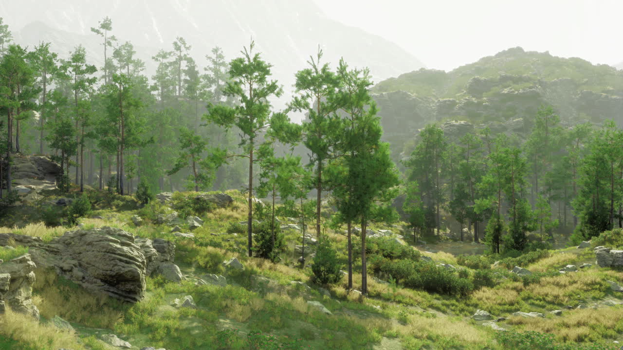 Mountain Pine Forest Scene