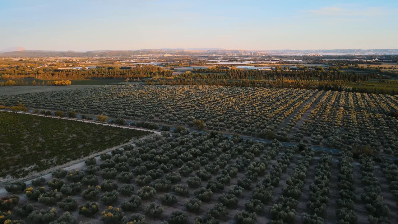 luz de la hora de oro en la granja de olivos en el campo francés de provenza, panorámica aérea