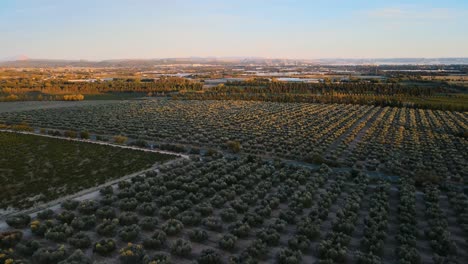 luz de la hora de oro en la granja de olivos en el campo francés de provenza, panorámica aérea
