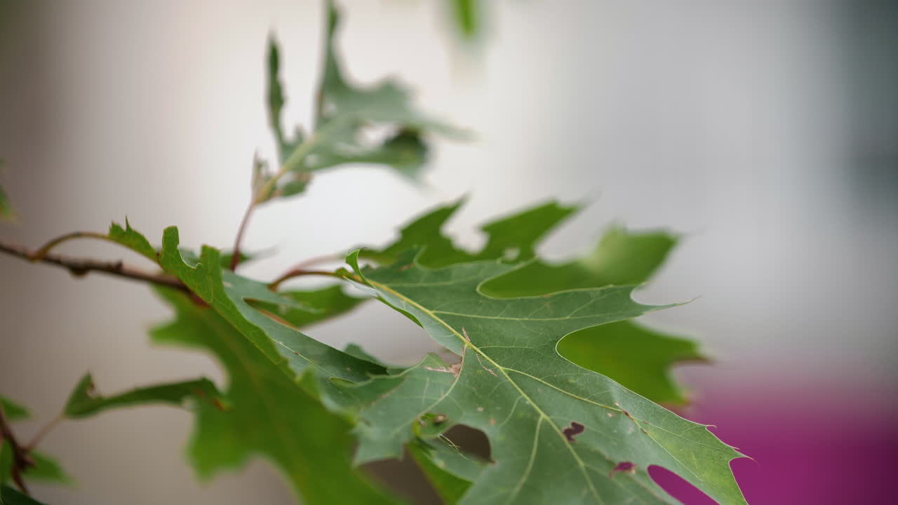 hojas de roble soplando ligeramente en la brisa