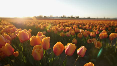 Mittlerer-Schuss-Von-Orangefarbenen-Tulpen-Während-Der-Goldenen-Stunde