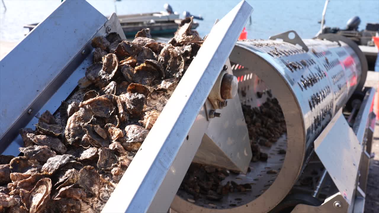 Hundreds of Sydney Rock oysters passing up a conveyor belt to the spinning sorting machine, New South Wales, Australia
