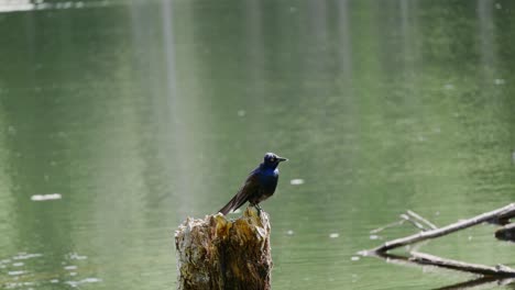 a blue bird perches on top of a tree stump in front of a calmly moving pond while looking around