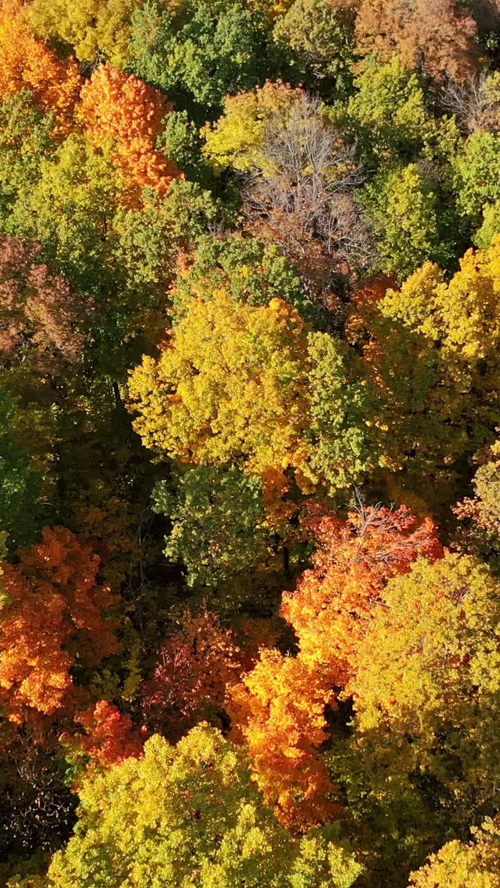Texture of forest view from above. Vertical video