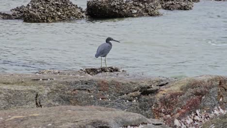 Pacific-Reef-Heron-Walking-on-a-Rock-By-Sea-And-Flies-Away---Slow-Motion