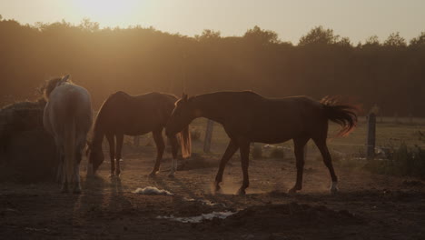 horses in the paddock