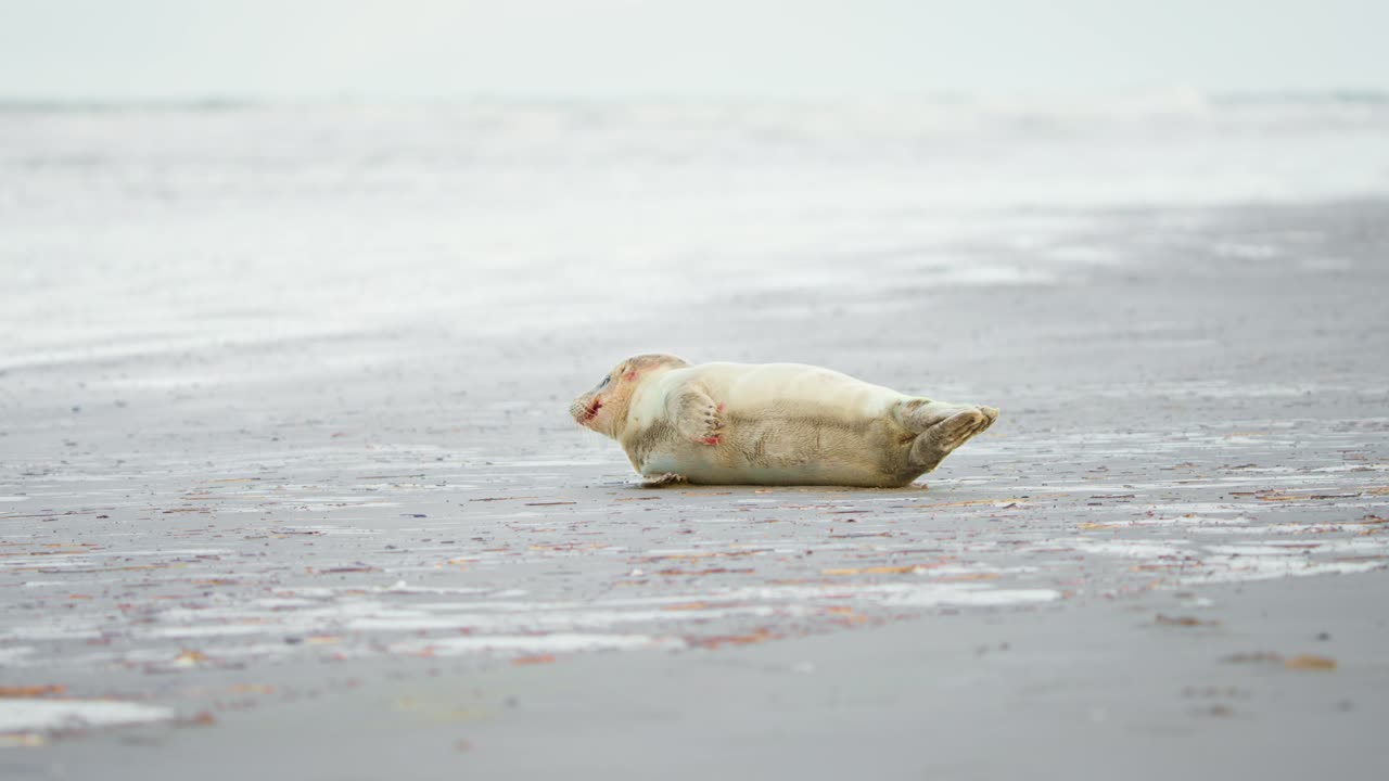 털에 피가 묻은 아기 항구 해파리는 해변에서 으로 숨을 쉬고 있습니다.