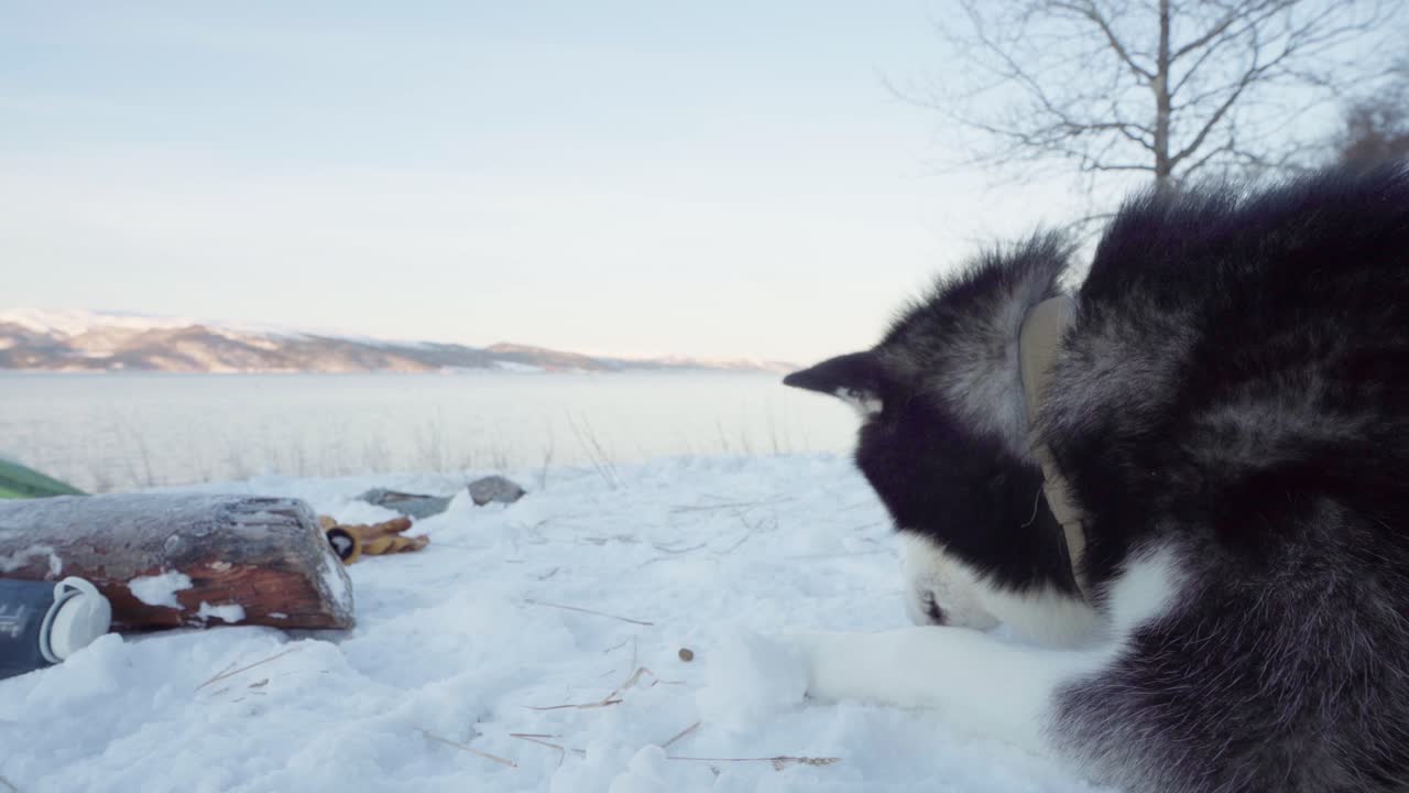 primer plano de alaskan malamute comiendo nieve