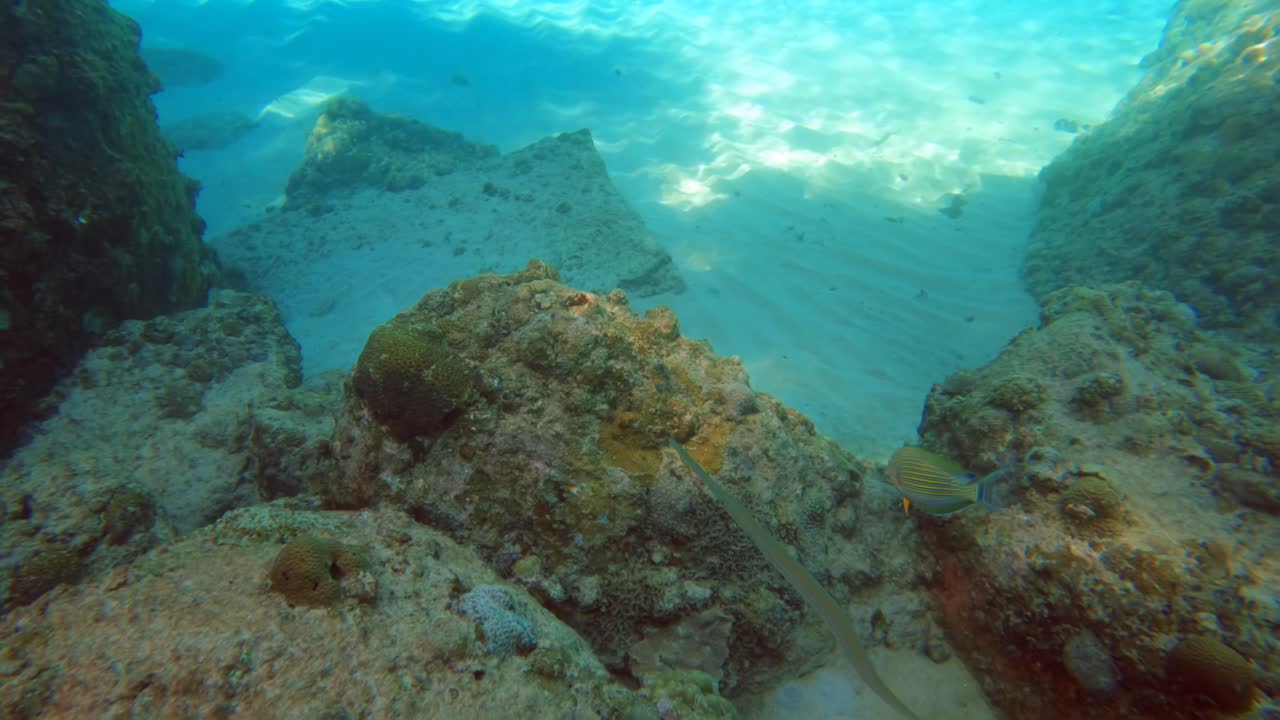 Snorkel: Peces Aguja y Peces Sargento Rayados Nadando Cerca del Lecho Marino, Mahé Seychelles. A Cámara Lenta