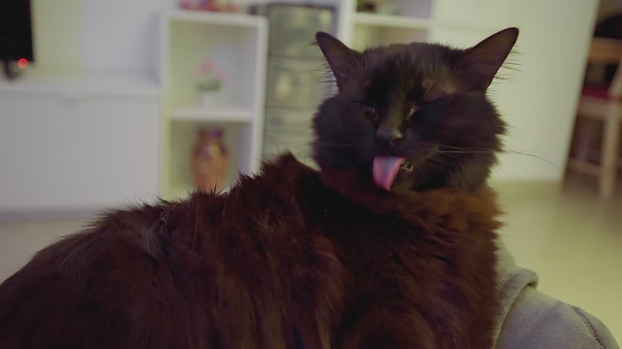 gato negro esponjoso lamiéndose