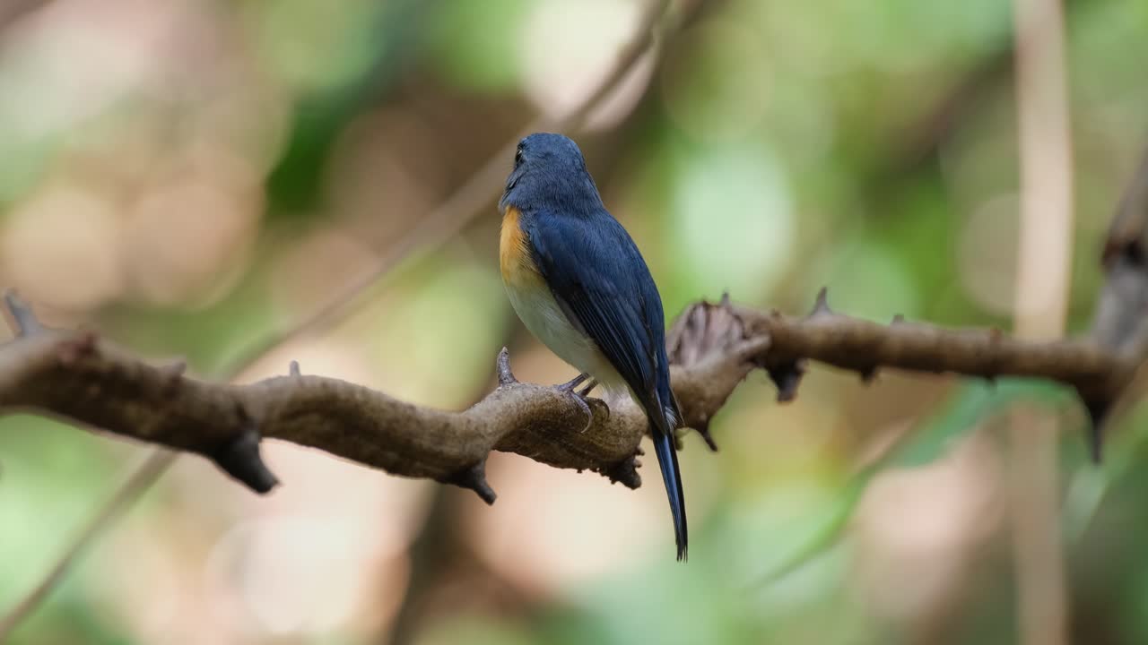 visto desde su lado izquierdo mirando a su alrededor y hacia la derecha luego vuela hacia adelante, mosquito azul indochino cyornis sumatrensis macho, tailandia
