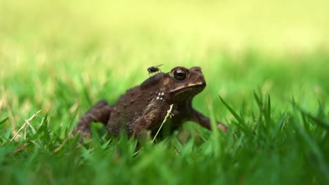 el sapo común asiático, duttaphrynus melanostictus se posó inmóvil en la exuberante hierba verde mientras una mosca se detuvo sobre su espalda, sin darse cuenta del depredador que acechaba debajo de ella, esperando pacientemente para hacer su movimiento