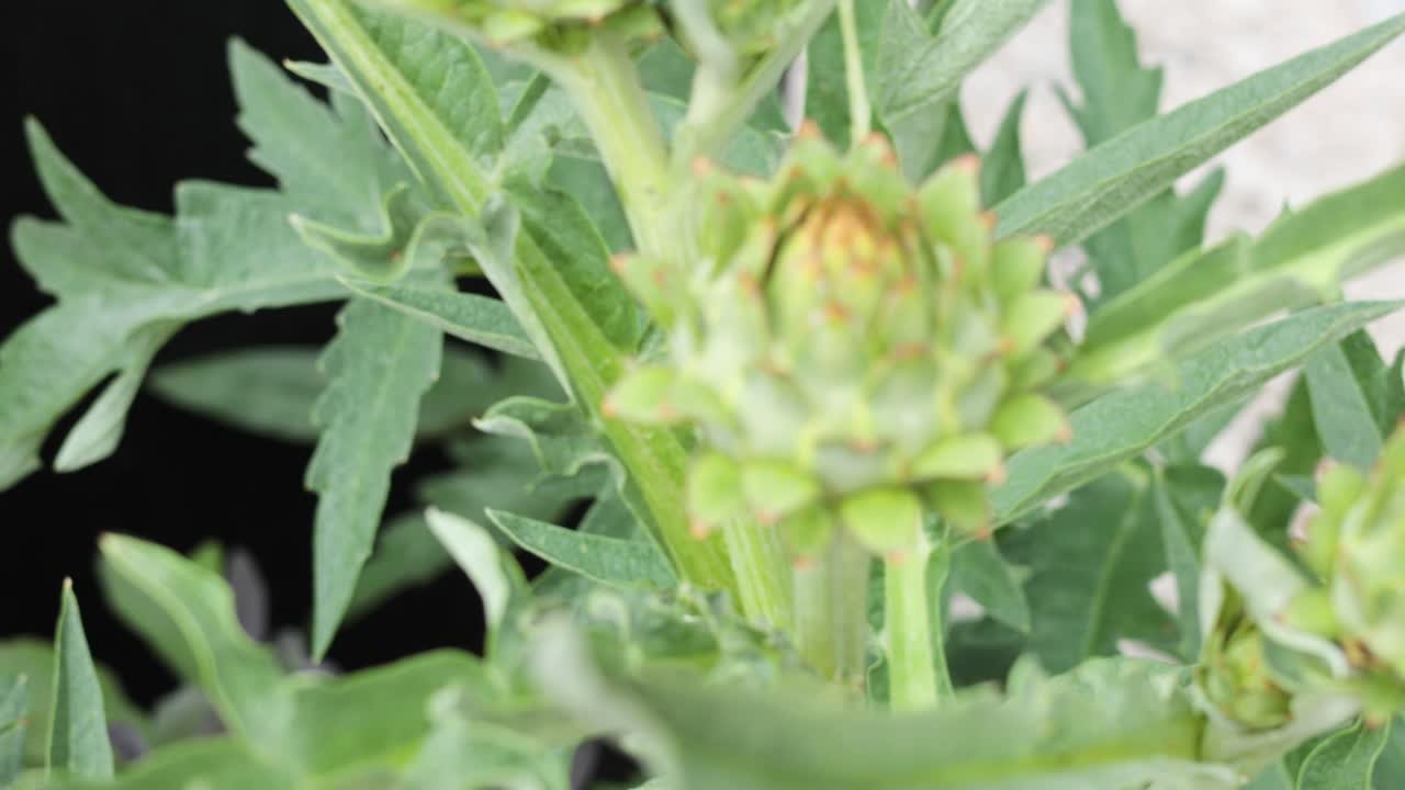 아티초크 식물의 성장 시간 간격