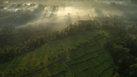 morning sunlight above tropical misty jungle in bali with famous rice fields, aerial