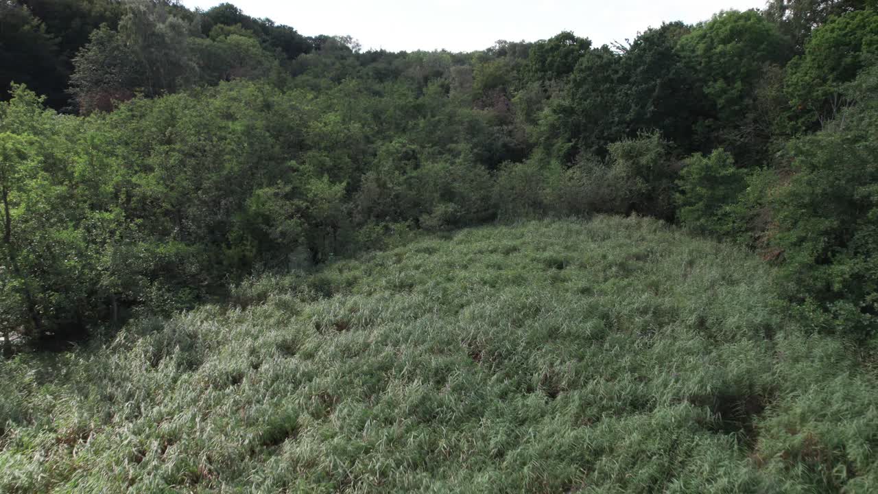 vista aérea del bosque en dinamarca