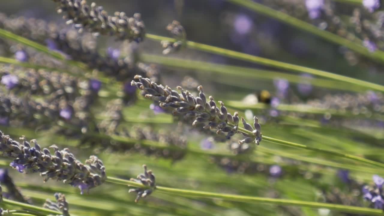 campo de lavanda con abejas