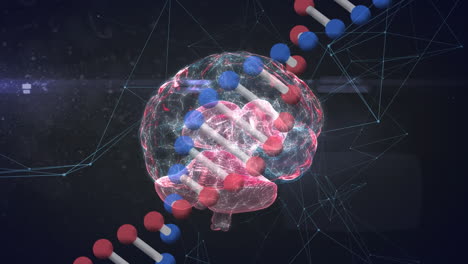animación de la estructura del adn, cerebro humano girando en interfaz gráfica con puntos de conexión de red