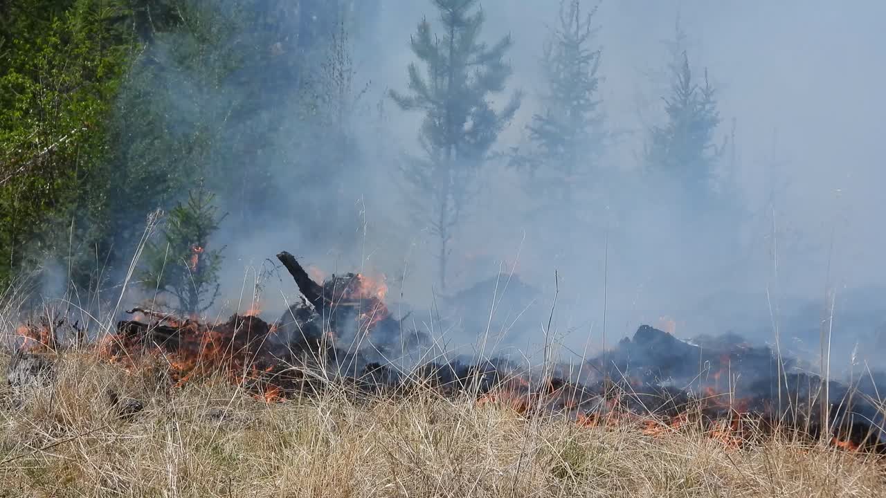 Sottobosco in fiamme tra la prateria boschiva, Alberta, Canada.