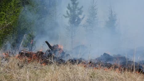 Maleza-Forestal-Ardiendo-Entre-Pastizales-Boscosos,-Alberta,-Canadá