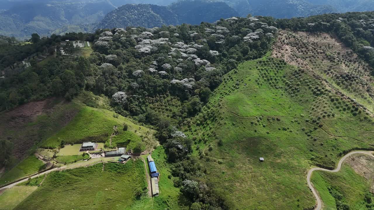 A dense woodland dotted with white-flowering trees