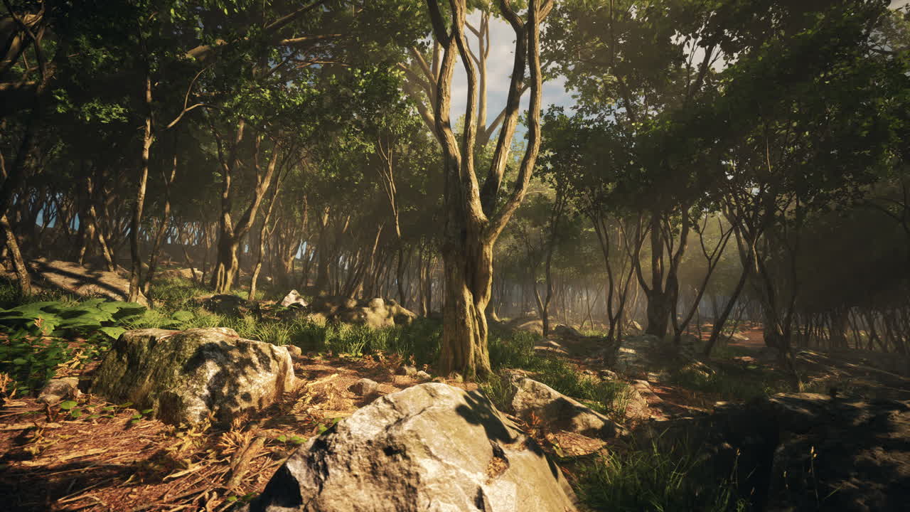 mañana brumosa en el bosque con rayos de luz en el bosque