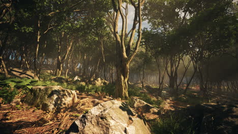 mañana brumosa en el bosque con rayos de luz en el bosque