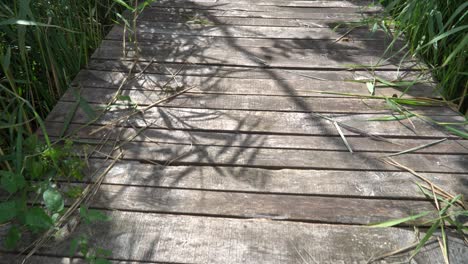 walk on an old wooden bridge overgrown with plants