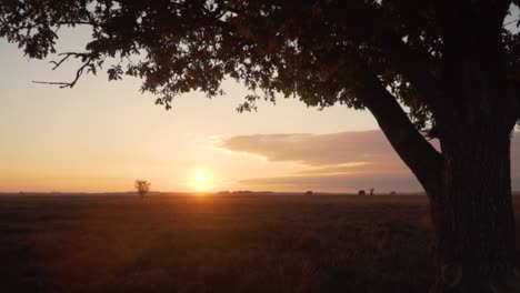 sunrise over a heath with a tree