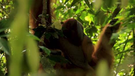sumatran orangutan clinging to branches hiding among the vegetation - long medium close up shot