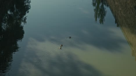 ducks creating ripples on a calm reflective river in vienna austria