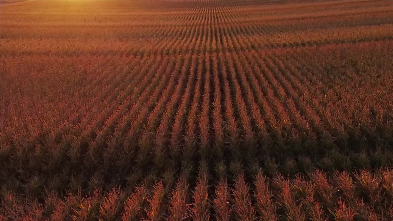 imágenes de video de drones volando sobre el campo de maíz durante la puesta de sol en otoño