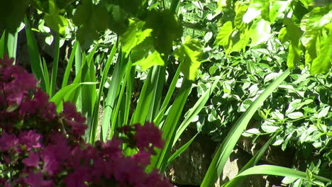 azaleas and irises grow on the edge of a small stream