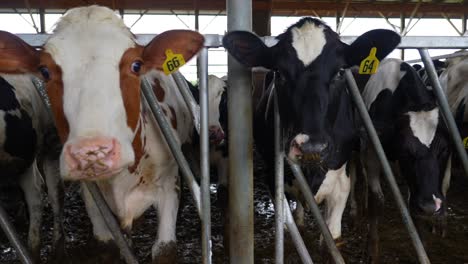 Tiro-De-Camión-De-Vacas-Etiquetadas-En-Granero