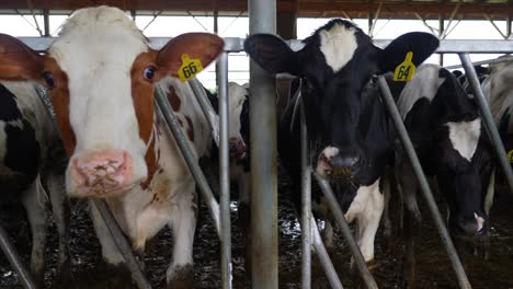 toma de camión de vacas etiquetadas en el granero