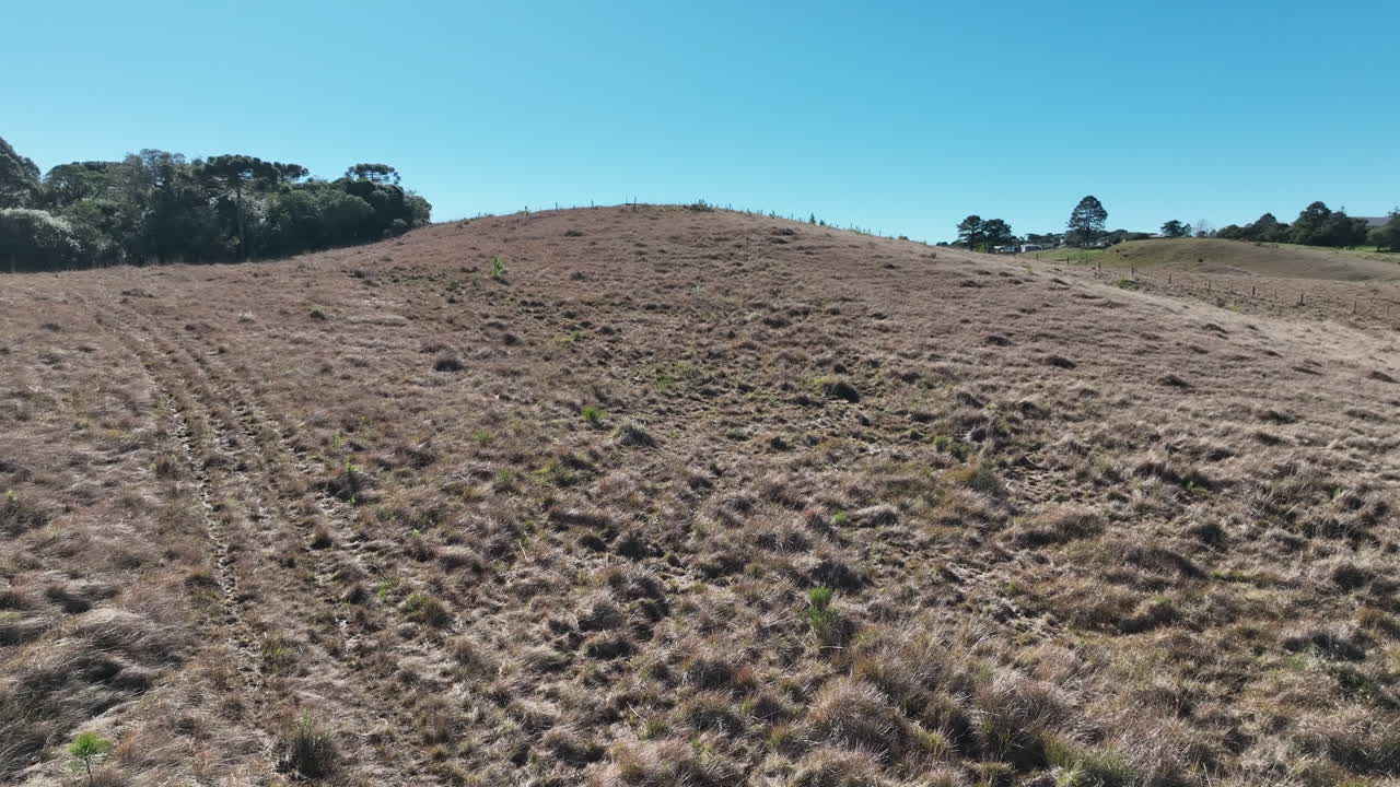 Cinematic low-altitude drone flight over golden native pastures during winter. Showcases the unique textures and colors of the highland vegetation in Serra Gaucha, Brazil, under a clear sky