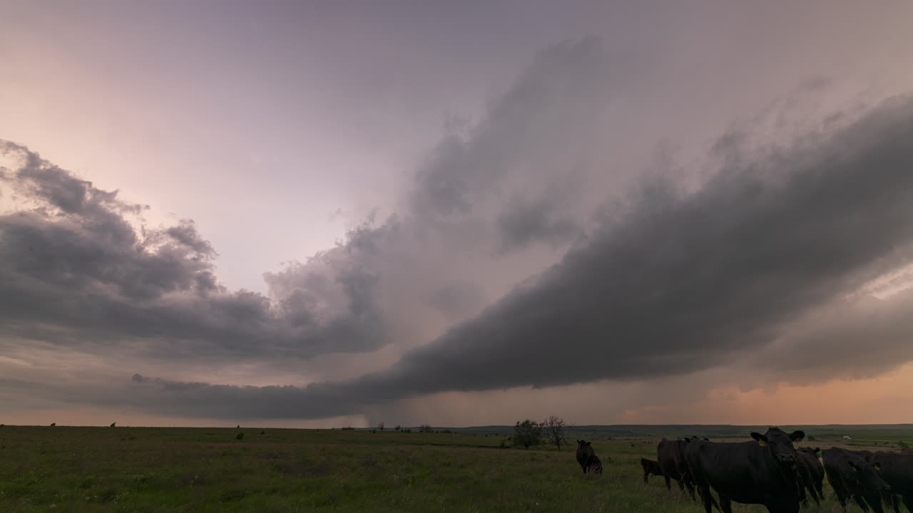 호기심 많은 소들이 심각한 폭풍이 다가오면서 인사합니다.