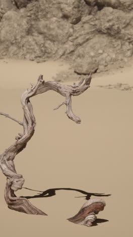 dried tree branch in desert landscape